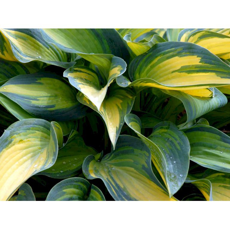 Hosta 'June'
