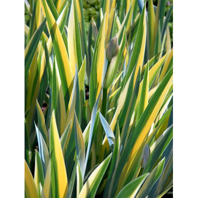 Iris pallida 'Variegata Aurea