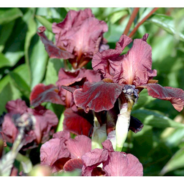 Iris 'Red Orchid'