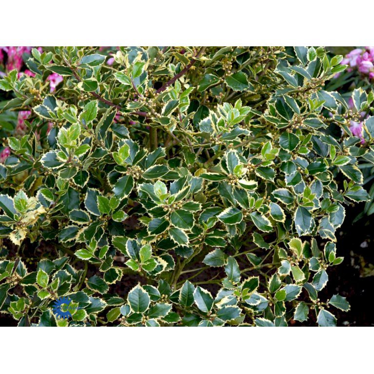 Ilex Aquifolium 'Rubricaulis Aurea'