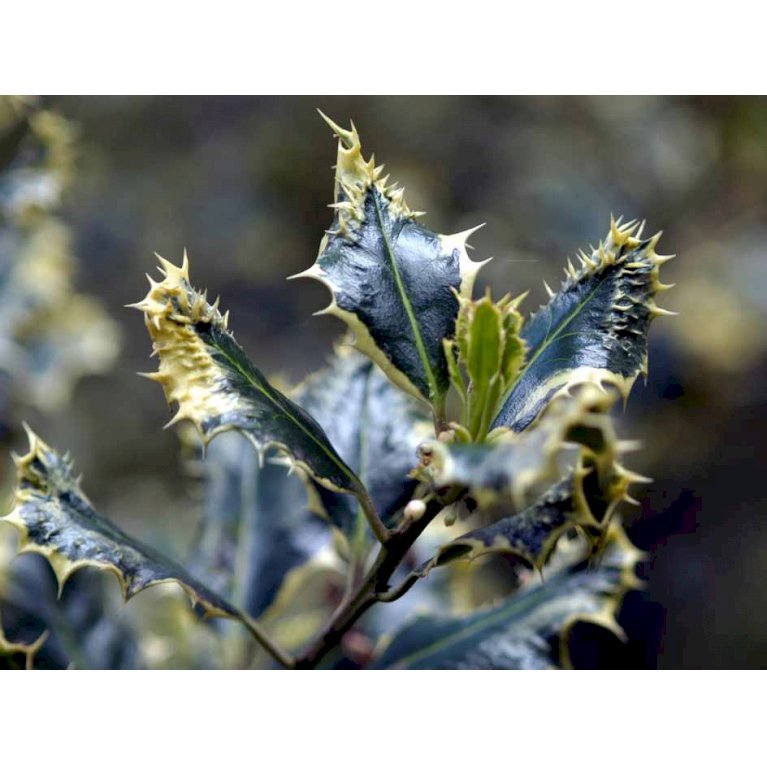 Ilex Aquifolium 'Ferox Argentea'