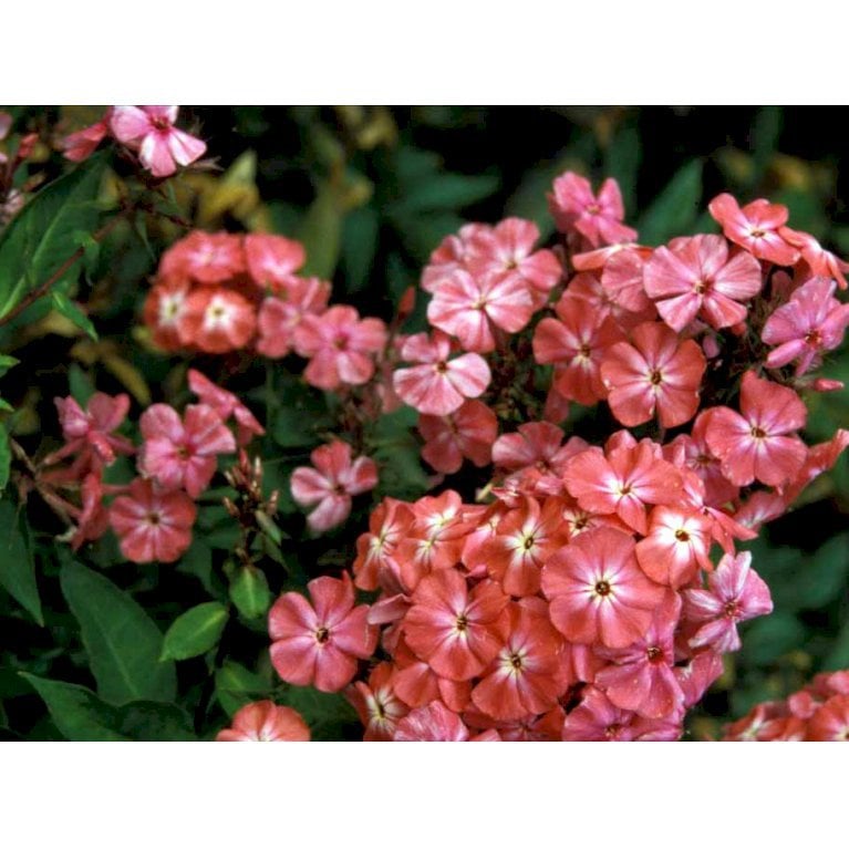 Høstfloks Rød - Phlox paniculata red - Stauder - Plantetorvet.dk