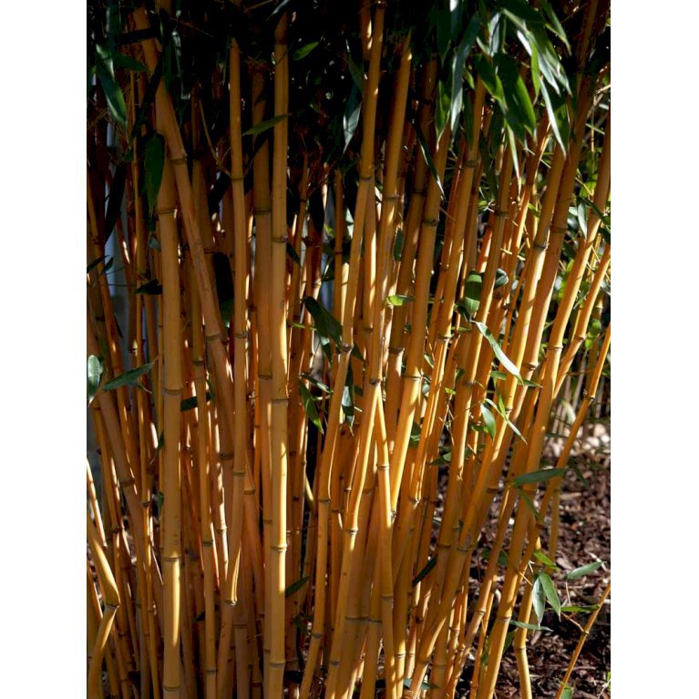 Gulfuret Bambus 'Aureocaulis'