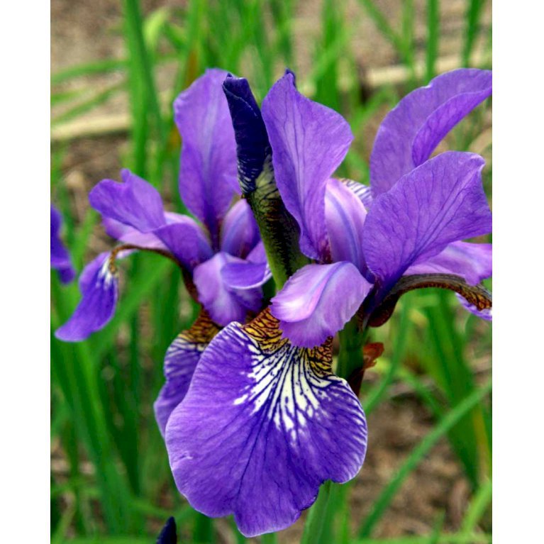 Sibirisk Iris 'Heavenly Blue'