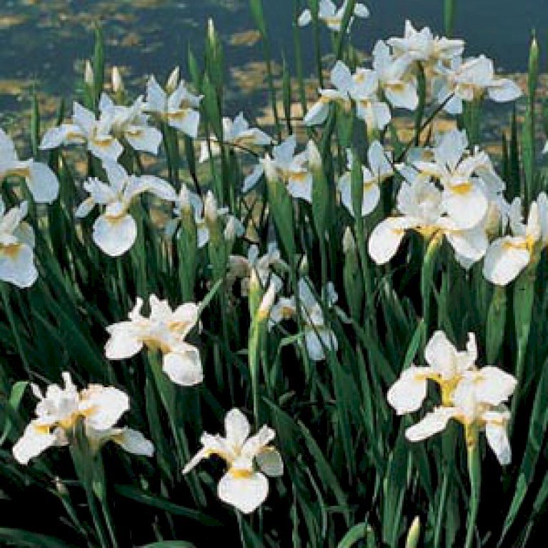 Sibirisk Iris 'Snow Queen'