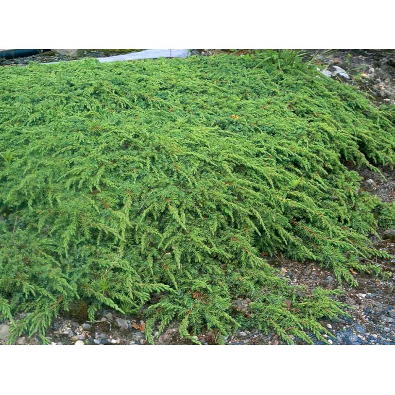 Almindelig Enebær 'Green Carpet'