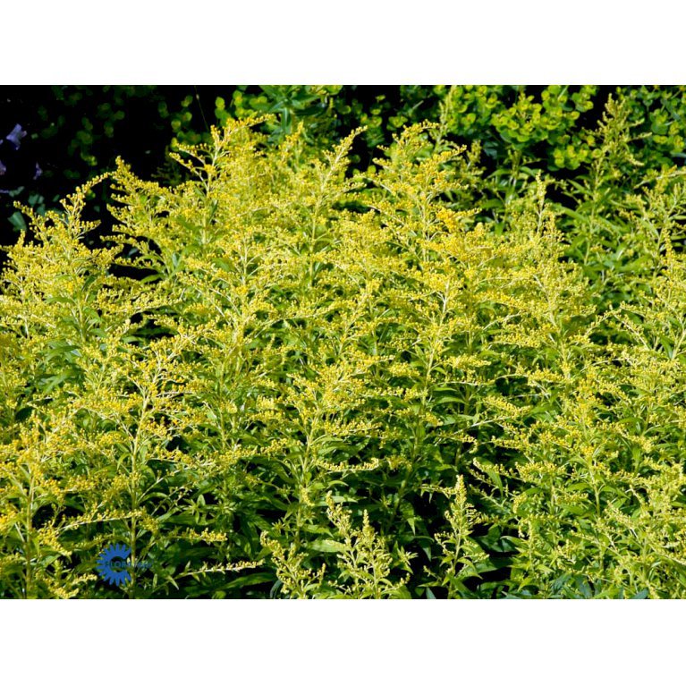 Gyldenris