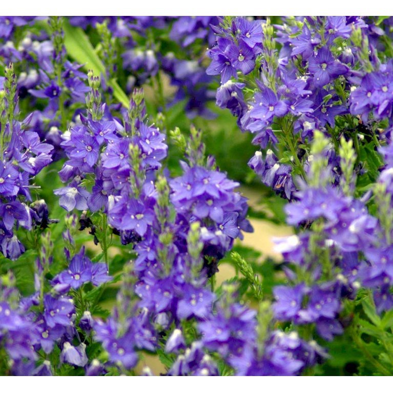 Bredbladet Ærenpris 'Knall Blau'