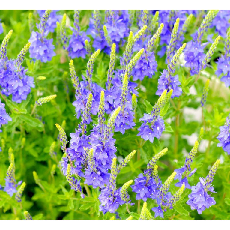 Bredbladet Ærenpris 'Knall Blau'