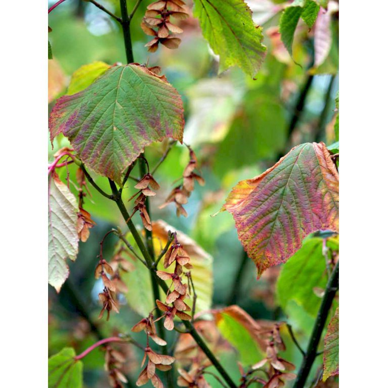 Acer rufinerve