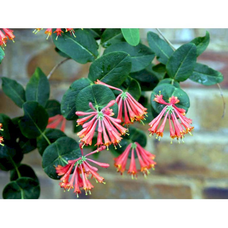 Kaprifolie 'Dropmore Scarlet'