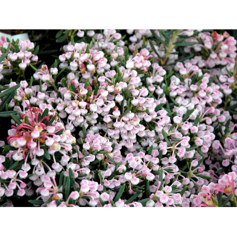 Rosmarinlyng 'Nikko'