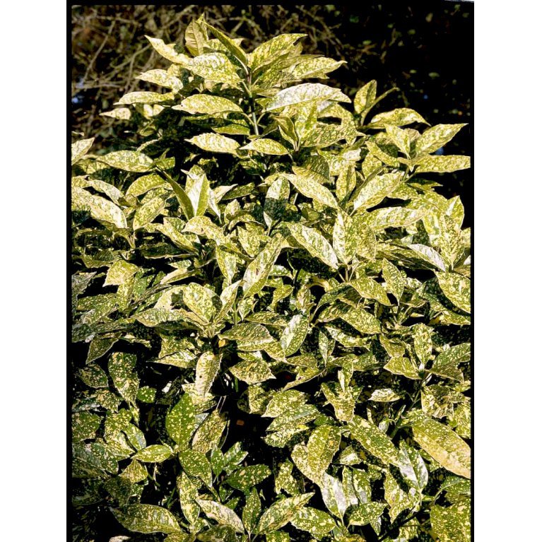 Aucuba japonica 'Variegata'