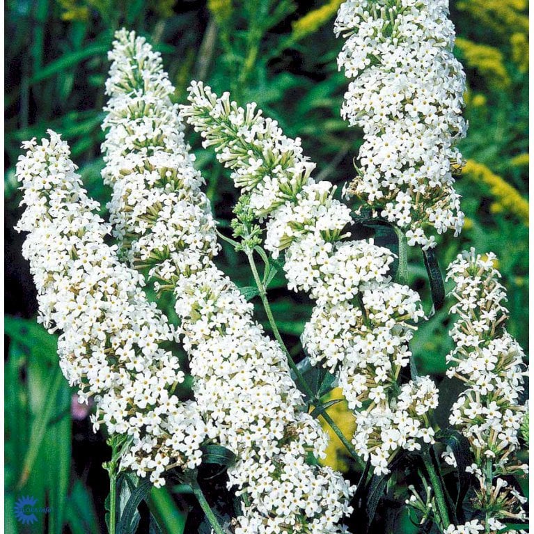 Buddleia Davidii 'White Bouquet'