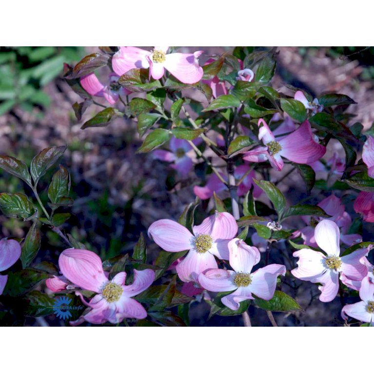 Cornus Florida 'Royal Red'
