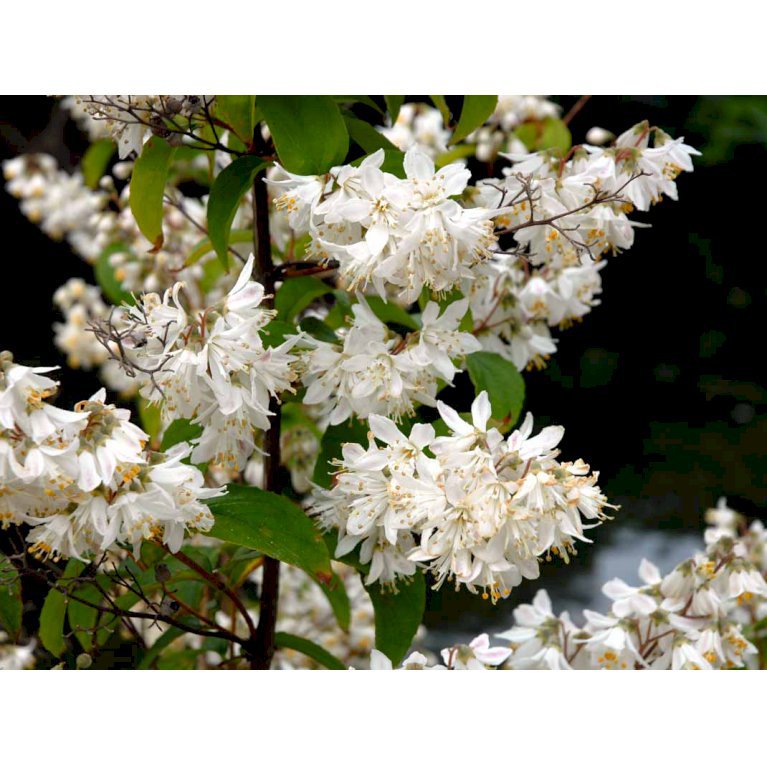 Deutzia Scabra