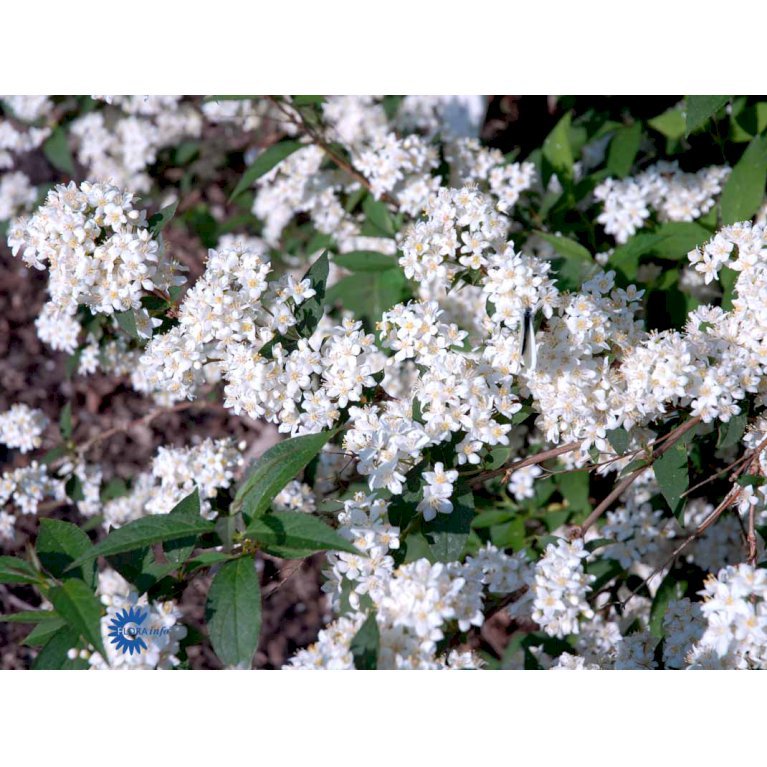 Deutzia X Lemoinei