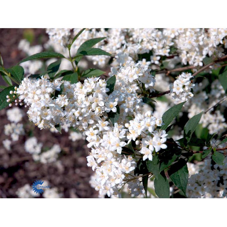 Deutzia X Lemoinei