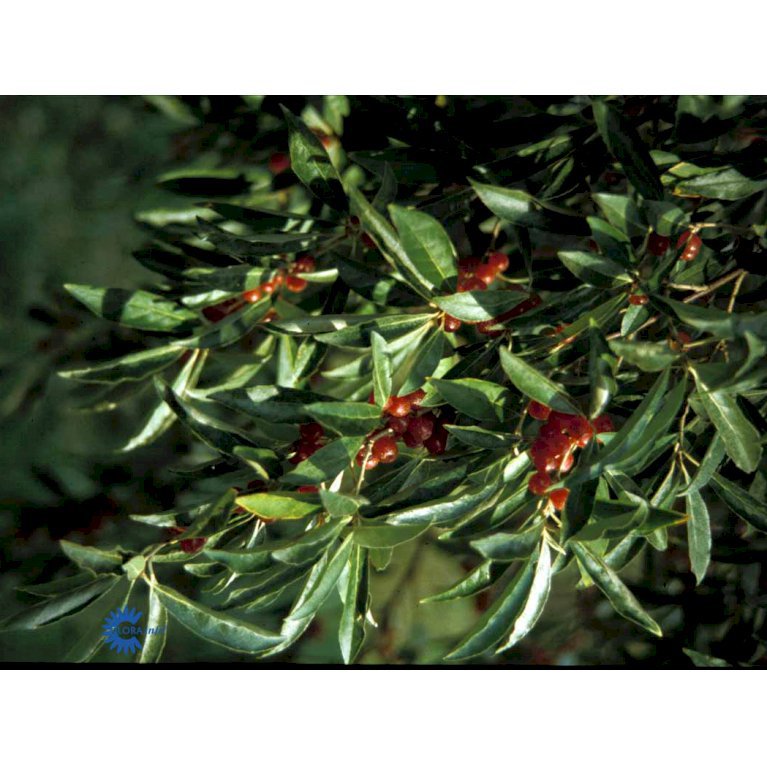 Elaeagnus Umbellata