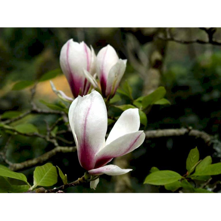 Almindelig Magnolia