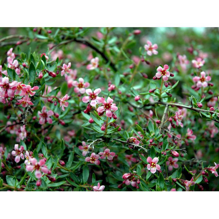 Escallonia 'Donard Seedling'