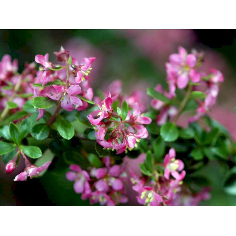 Escallonia 'Donard Seedling'