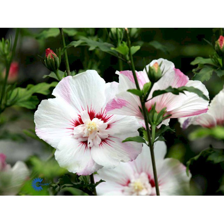 Hibiscus Syriacus 'Pinky Spot'