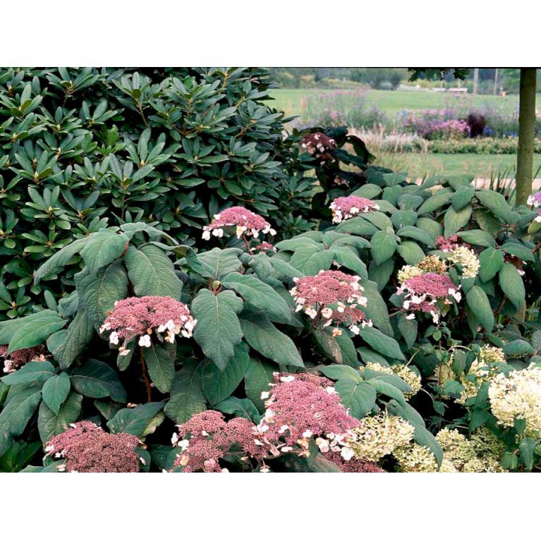 Have-hortensia