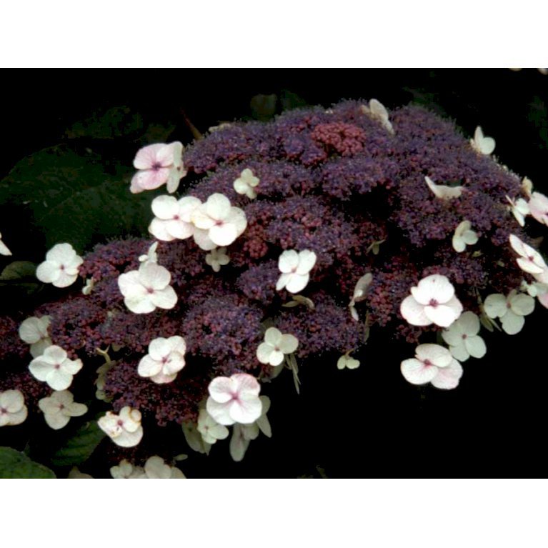 Have-hortensia