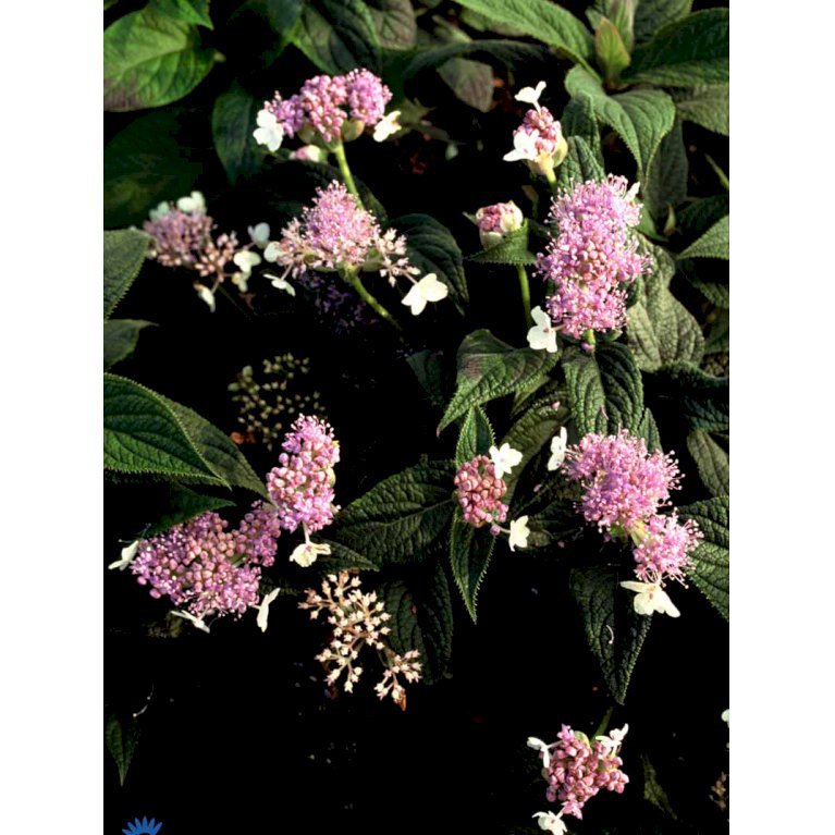 Hydrangea Involucrata