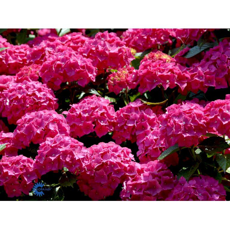 Hydrangea Macrophylla 'Forever Pink'