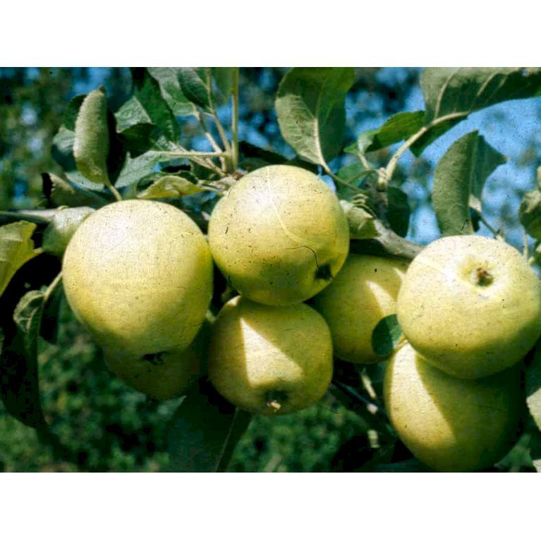 Æble 'Transperante Blanche'