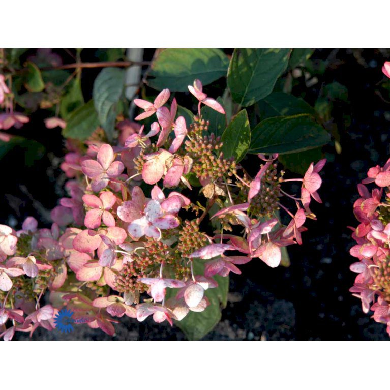 Hydrangea Paniculata 'Pink Diamond'