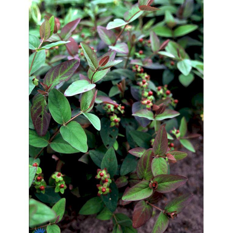 Hypericum Androsaemum 'Albury Purple'