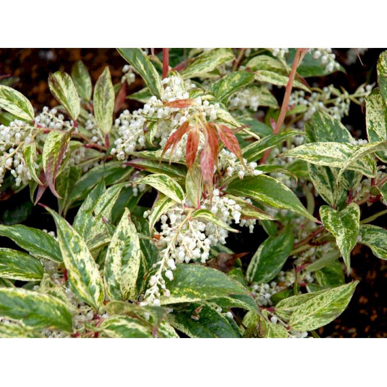 Andromede 'Rainbow'