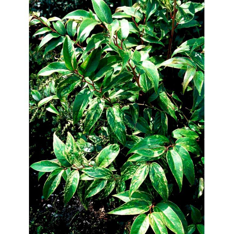 Andromede 'Rainbow'