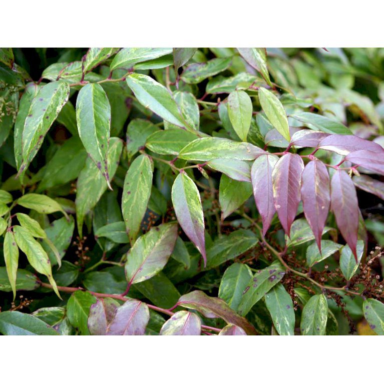Andromede 'Rainbow'