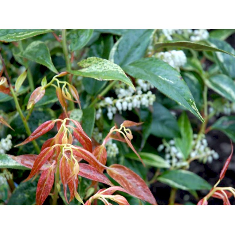 Andromede 'Rainbow'
