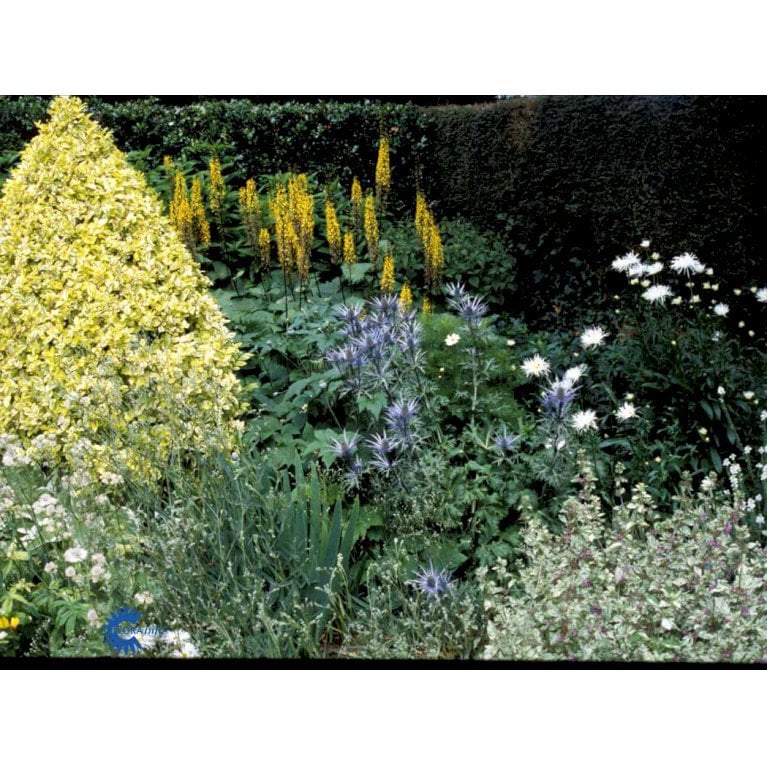 Stedsegrøn Liguster 'Aureum'