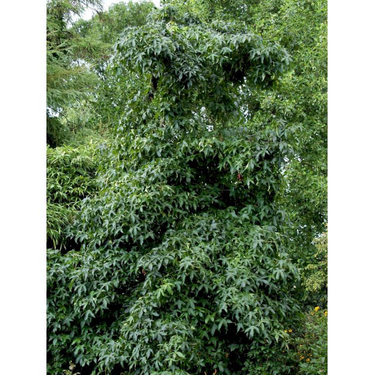 Virginsk ambratræ
