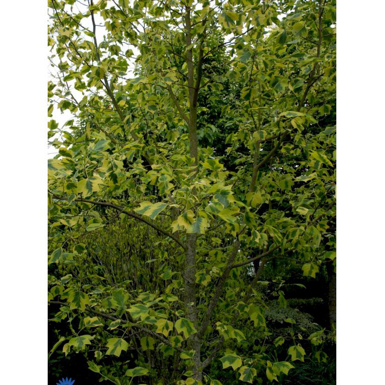 Liriodendron Tul. 'Aureomarginatum'