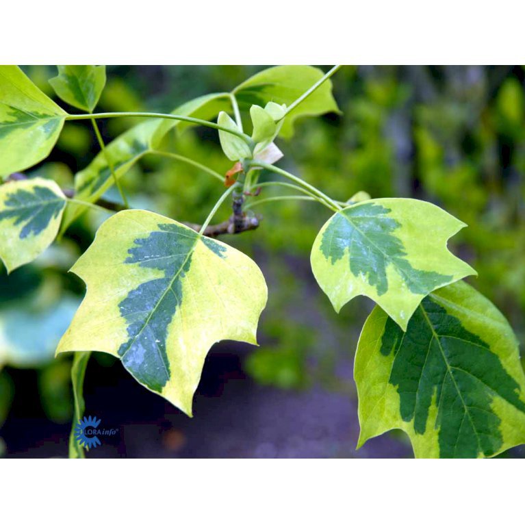 Liriodendron Tul. 'Aureomarginatum'