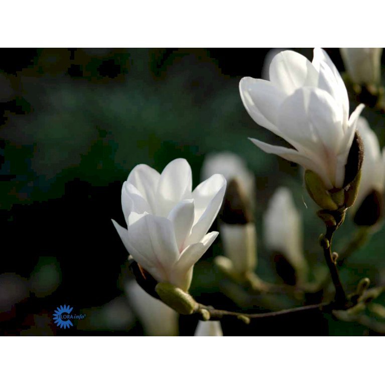 Almindelig magnolia