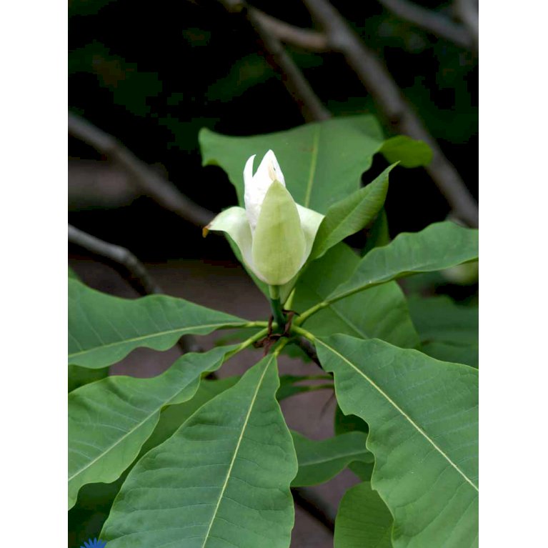 Paraply-magnolia