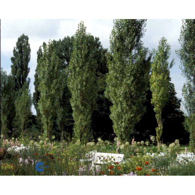 Populus Nigra