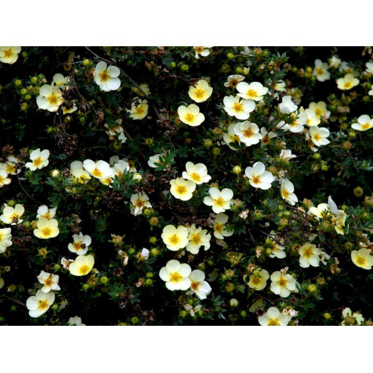Potentilla Fruticosa 'Primrose Beauty'