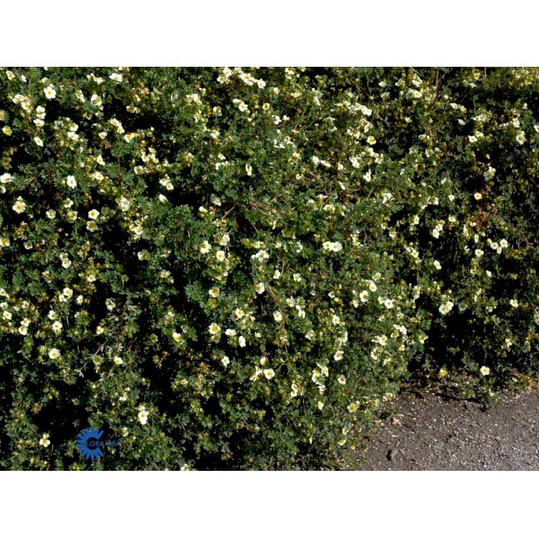 Potentilla Fruticosa 'Primrose Beauty'