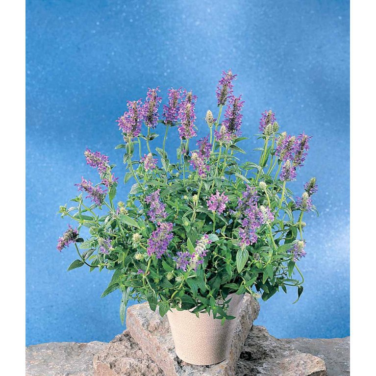 Aks-Katteurt - Nepeta nervosa - Plantetorvet.dk