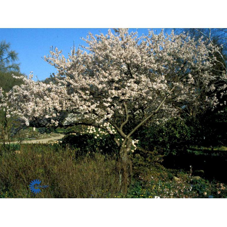 Prunus Subhirtella
