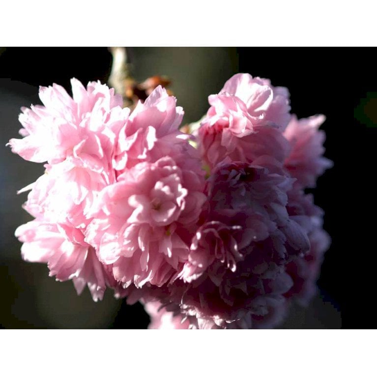 Japansk hængekirsebær